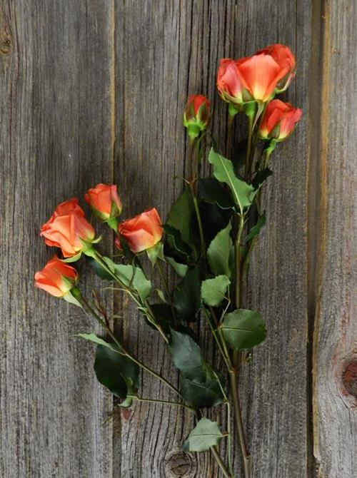 BABE  ORANGE SPRAY ROSES